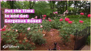 Rose Care for Hybrid Tea roses  Volunteer Gardener [upl. by Meekahs]