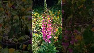 Foxglove digiplexis season 2 and going 💪🏽 flowers [upl. by Armmat]