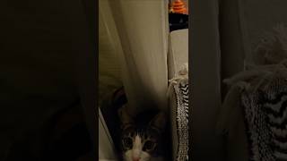 Cee eee Nerdesin kedivideoları catshorts funnytails domesticcat cute [upl. by Nwahsor]