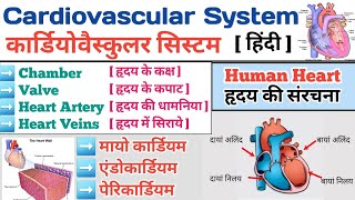 Cardiovascular System In Hindi  मानव ह्रदय  Structure of Heart  Anatomy of Heart  Heart Chamber [upl. by Douglas]