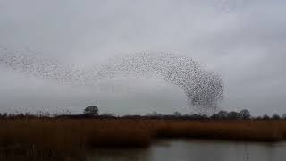 Starlings on Otmoor [upl. by Anaira538]