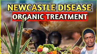 Treatment For NEWCASTLE DISEASE In PoultryChicken [upl. by Anawk]