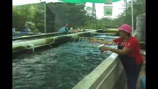 RAS SYSTEM FOR TILAPIA GROW [upl. by Sanjiv832]