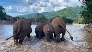 Returning Home to Elephant Nature Park  ElephantNews [upl. by Kathi]