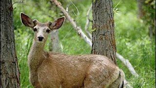 Yucaipa Deputy looks up like a deer after an arrest [upl. by Bhayani659]