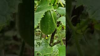 Ash gourd at the farm [upl. by Ecyned804]