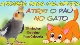 ASSOBIO PARA CALOPSITA  ATIREI O PAU NO GATO TREINAMENTO PARA CALOPSITA [upl. by Clift245]