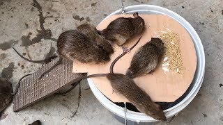 The best video Ive ever seen 2019  Top 10 piège à souris électrique [upl. by Nnylyt]