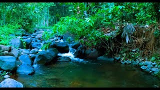 Relax Your Mind in Green Forest Listen Sounds of Nature Murmuring Stream and Chirping Birds ASMR [upl. by Noma]