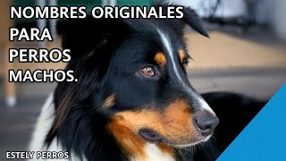 NOMBRES ORIGINALES Y LINDOS PARA PERROS MACHOS [upl. by Kopaz]