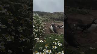 Explore the Skomer Island travel puffins [upl. by Adikam]