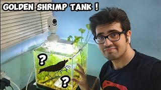 Cherry Shrimp Tank Setup Vlog [upl. by Quiteria]