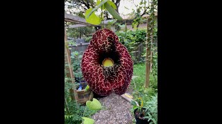 Dutchman Pipe Vine [upl. by Luce]