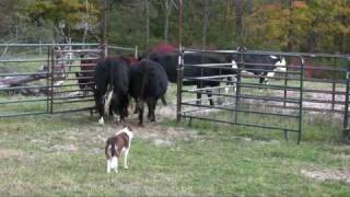 Border collie Ruabinn Penning Cattle [upl. by Dirk]