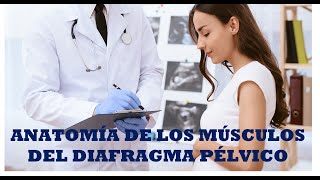 MÚSCULOS DEL DIAFRAGMA PÉLVICO explicación por un profesor universitario de anatomía [upl. by Ness692]