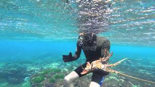 Lobster Diving at Lord Howe Island [upl. by Netsirk]