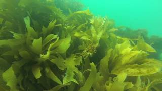 Leafy Sea Dragon The Bluff  Victor Harbor  South Australia March 29 2014 [upl. by Aryt]