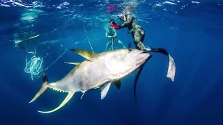 Pesca Submarina Atún de aleta amarilla 100Kg  CAZA DE AGUA AZUL Spearfishing [upl. by Lekzehcey]