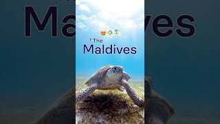 Your dream destination is calling 😍🐠🏝️maldives travel travelvlog shorts [upl. by Jaqitsch]