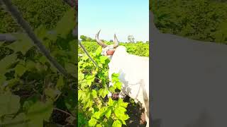 कपास में कौनसा खाद डाले  npk fertilizer  DAP khad  13 0 45 fertilizer  kapas ki kheti  npk [upl. by Dalila371]