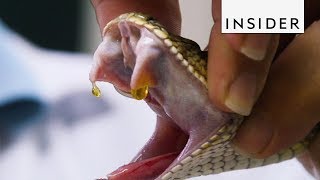 How Venom is Extracted from Snakes [upl. by Paulina]