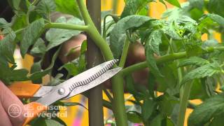 Comment entretenir et tailler vos tomates [upl. by Clywd]