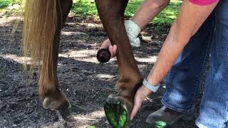 Cleaning the SE Horses Hooves [upl. by Vento]