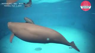 Yangtze Finless Porpoise s Friday spirit [upl. by Esau]