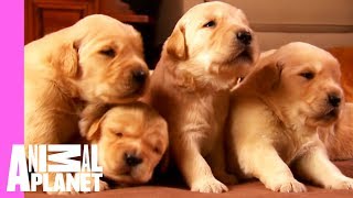 Growing Up Golden Golden Retriever Puppies  Too Cute [upl. by Karrie]