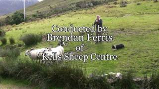 Brilliant Sheep Herding Demonstration Using Border Collies [upl. by Franni]