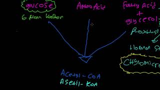 Interkonversi Metabolisme  Veterinerid [upl. by Yaf528]