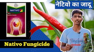 Nativo Bayer Fungicide  फसल में कवक जनित रोग का बाप।Tebuconazole 50 Trifloxystrobin 25WG 75 WG [upl. by Yhtrod200]