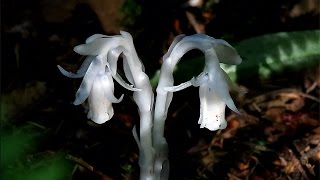 Indian Pipe Monotropa uniflora [upl. by Bruce]