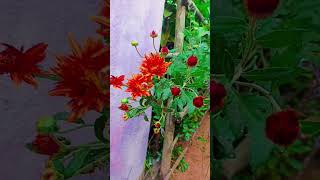 The Best Winter Flowers🌺💐🌷🌹🥀gardening [upl. by Tierell]