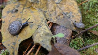 Little Snail crawls towards larger Snail as rain begins to fall [upl. by Enniotna934]