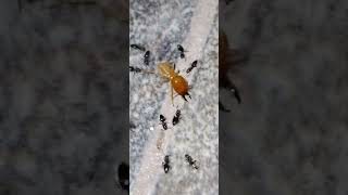 Termites vs Ants insectwarrior [upl. by Manoff]