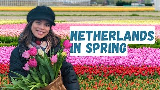 How to Enjoy the Tulips in the Netherlands Your Ultimate Guide [upl. by Stine]