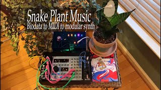 Snake Plant Music  Biodata Sonification [upl. by Rego894]