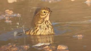 Meadow Pipit Pispola Anthus pratensis [upl. by Harshman]