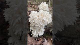 NH mushroom hericium coralloides ediblemushrooms [upl. by Jessika852]