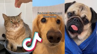 The MOST ADORABLE PETS from TIKTOK [upl. by Notrub484]