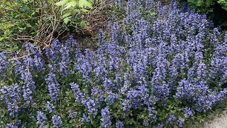 Ajuga reptans  a great ground cover for dry shade [upl. by Fernandina35]