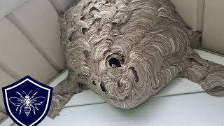 Hornet Nest Removal Downingtown PA [upl. by Ginzburg963]