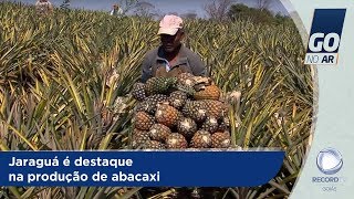 GA  Jaraguá é destaque na produção de abacaxi  03102018 [upl. by Noitsuj]