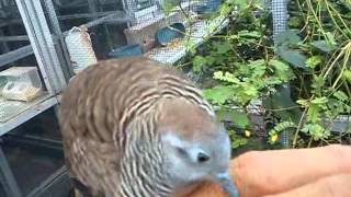 Zebradove Merbok Ketitir นกเขาชวา nokkhao Perkutut Jinak merbuk molek by Henry Manila BandungMP4 [upl. by Hephzipa]