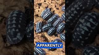 isopod spotlight on armadillidiumgestroi isopods aquarimaxpets [upl. by Perot167]