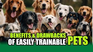 Top 10 Easiest Pets to Train [upl. by Darrill]