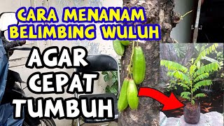 Cara Menanam Belimbing wuluh [upl. by Svend]