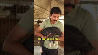 Meet Vijay the pig animals pigs piggy animalrescue rescued animalsanctuary viral [upl. by Philemon6]