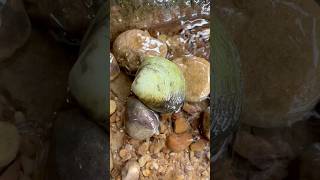 Harvesting the most beautiful pearls on the planet pearl clam [upl. by Adnolor]